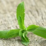 Stevia plant